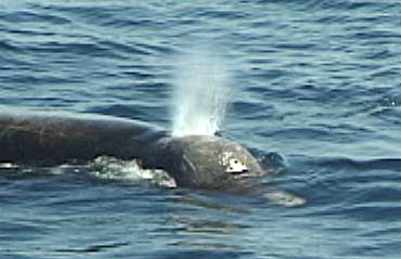 Baird's Beaked Whale copyright Leslie Lieurance