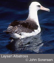 LaysanAlbatross by John Sorensen