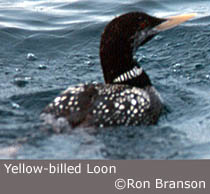 YellowBLoon2.jpg copyright Ron Branson