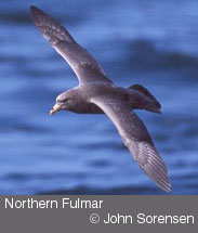 Northern Fulmar copyright John Sorenson