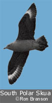 South Polar Skua by Ron Branson