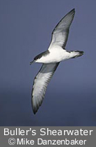 Buller's Shearwater &copy; by Mike Danzenbaker