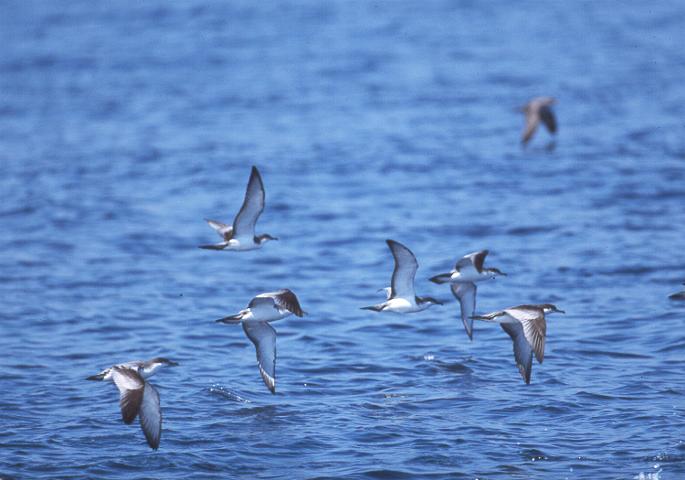 Buller's Shearwaters copyright John Sorenson 2000