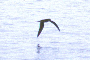Bulwer's Petrel copyrightRichard Ternullo