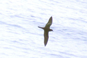 Bulwer's Petrel copyright Richard Ternullo