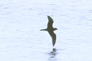 Bulwer's Petrel copyright Richard Ternullo
