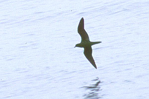 Bulwer's Petrel copyright Richard Ternullo