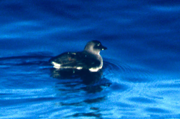 Cassin's Auklet copyright Ron Saldino