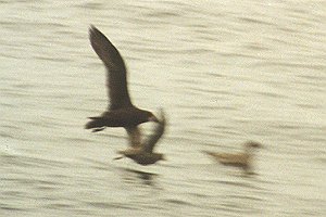 Great-winged Petrel copyright RMark Welfare