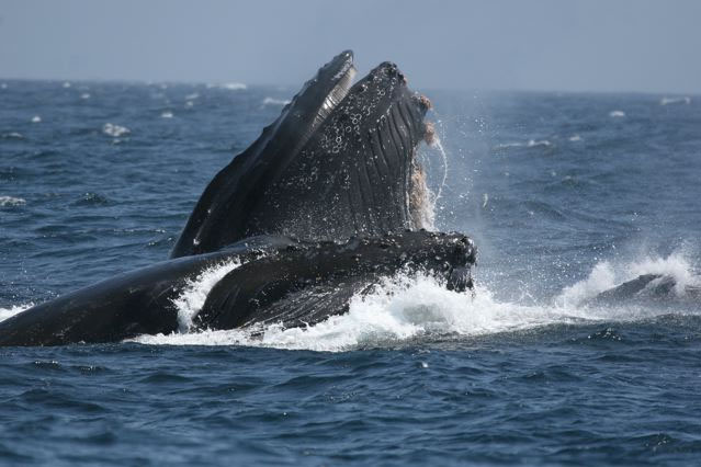 Humpback Whales &copy; Debi Shearwater 2009