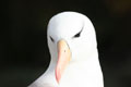 Black_browed Albatross New Island Falklands copyright 2008 Debra Shearwater