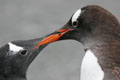 Gentoos South Georgia copyright 2008 Debra Shearwater