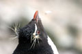 Rockhopper New Island Falklands copyright 2008 Debra Shearwater
