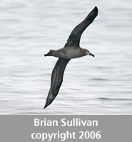 Black-footed Albatross copyright 2006 Brian Sullivan
