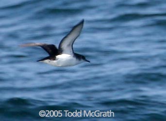 Manx Shearwater 2005 copyright Todd McGrath