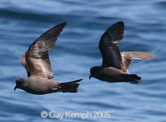 Ashy Storm-petrels