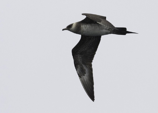 Parasitic Jaeger