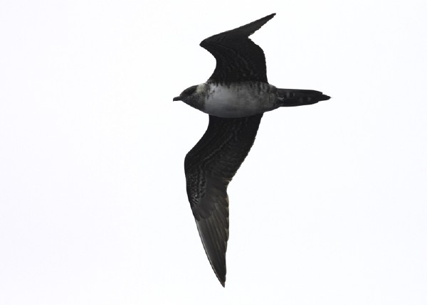 Long-tailed Jaeger