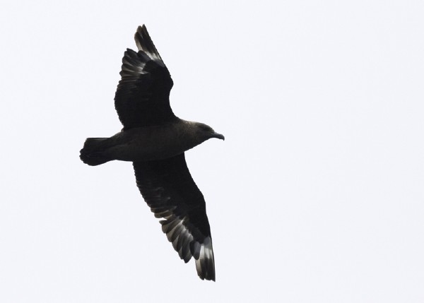 South Polar Skua