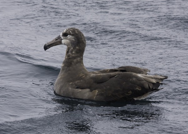 Black-footed Albatross