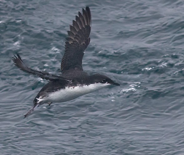 Xantus' Murrelet