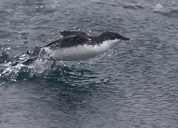 Xantus' Murrelet