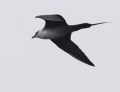 Long-tailed Jaeger