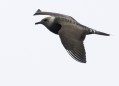 Long-tailed Jaeger