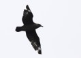 South Polar Skua