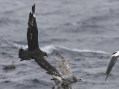 South Polar Skua