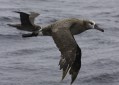 Black-footed Albatross