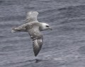 Northern Fulmar