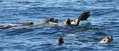 Steller's & California Sea Lions
