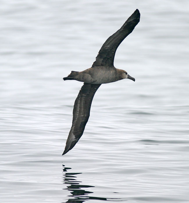 Black-footed Albatross copyright Brian Sullivan 2006