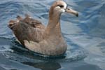 Black-footed Albatross copyright Clay Kempf