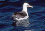 Laysan Albatross copyright John Sorenson 2005
