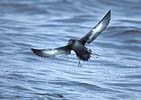 Sooty Shearwater copyright 2005 Mike Danzenbaker