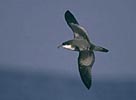 Buller's Shearwater copyright 2005 Mike Danzenbaker