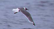 Franklin's Gull copyright 2005 John Sorenson