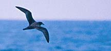 Murphy's Petrel copyright Matthew Matthiesen