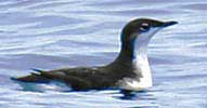 Xantus' Murrelet copyright 2005 Don Doolittle