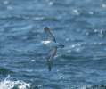 Streaked Shearwater