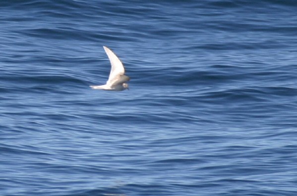 Ashy Storm-petrel (leucistic)