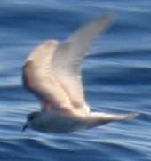 Ashy Storm-petrel (leucistic)