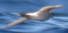 Ashy Storm-petrel (leucistic)