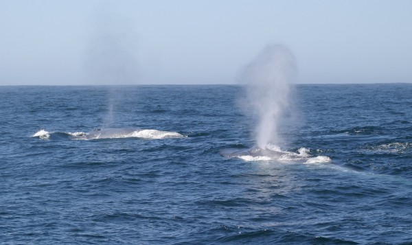 Blue Whales