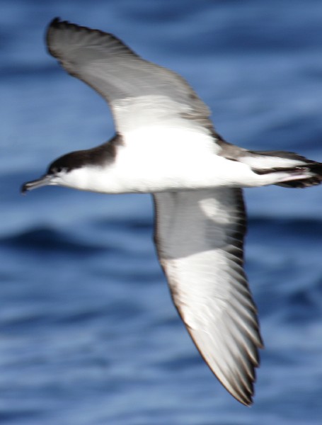 Buller's Shearwater