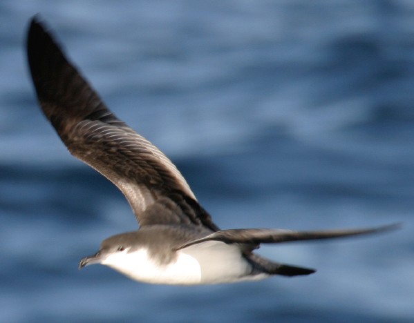 Buller's Shearwater