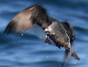 Cassin's Auklet