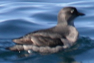 Cassin's Auklet